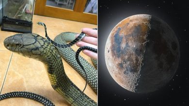 26 imagens raras que mudarão sua visão da vida 10