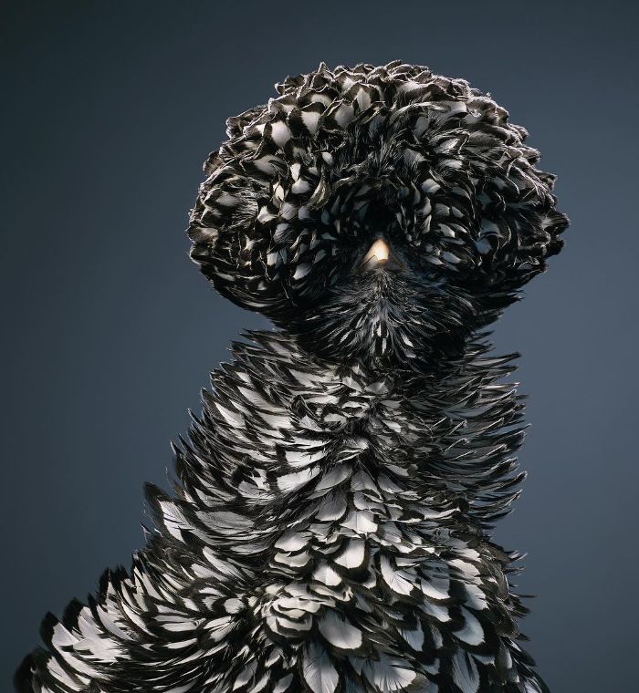 O fotógrafo tira retratos de pássaros e os resultados são sublimes 4