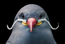 O fotógrafo tira retratos de pássaros e os resultados são sublimes 26