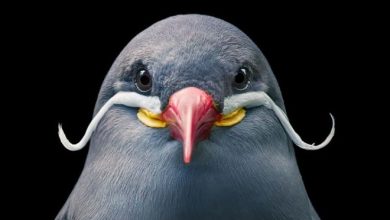 O fotógrafo tira retratos de pássaros e os resultados são sublimes 9