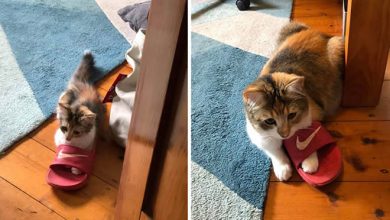 As pessoas estão compartilhando fotos lado a lado com seus animais para o Desafio de antes e agora 10