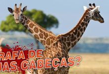 Animais com mais de uma cabeça 11