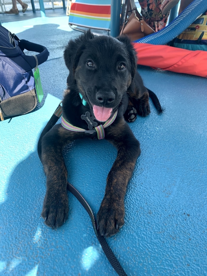 80 coisas que pensei durante o primeiro mês com minha cachorra 3