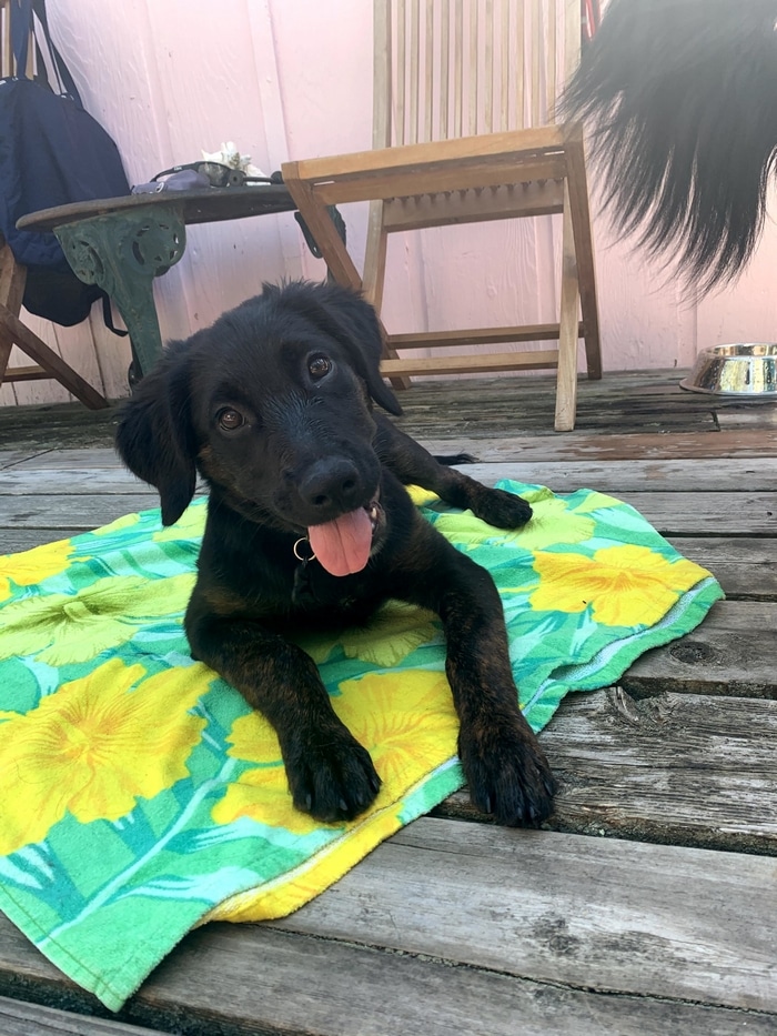 80 coisas que pensei durante o primeiro mês com minha cachorra 5
