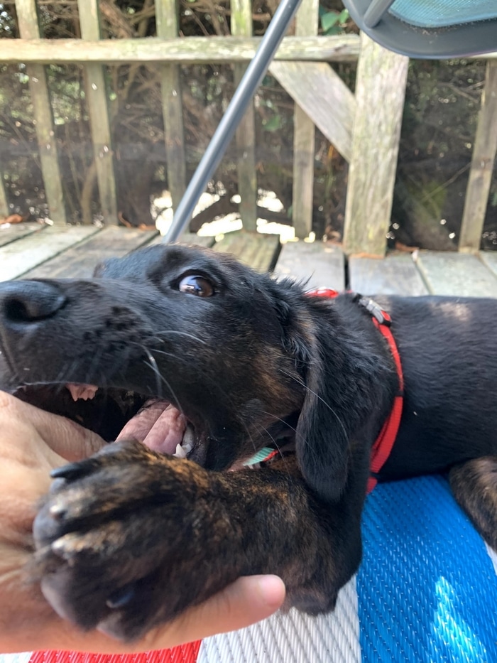 80 coisas que pensei durante o primeiro mês com minha cachorra 6