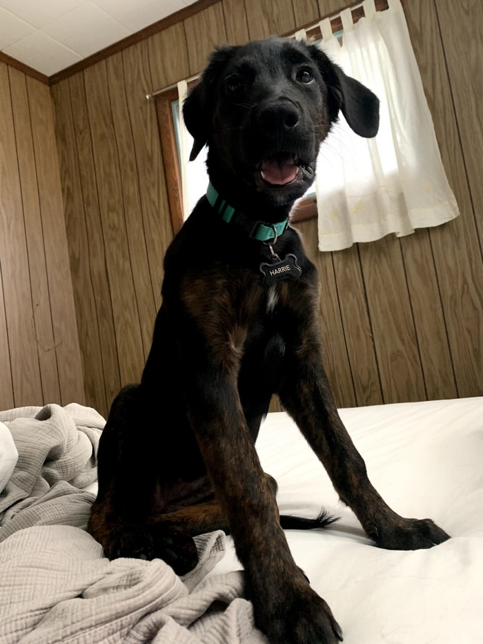 80 coisas que pensei durante o primeiro mês com minha cachorra 7