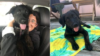 80 coisas que pensei durante o primeiro mês com minha cachorra 11