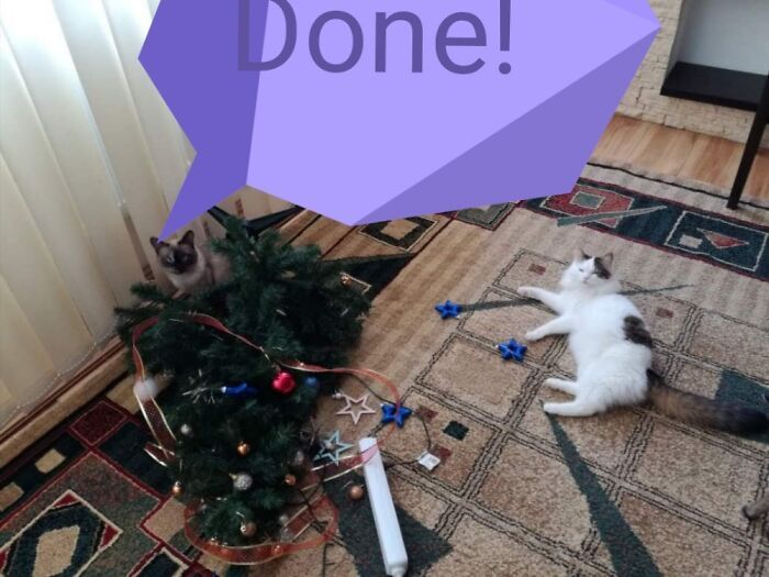 Ei, leitores, compartilhem sua árvore de Natal conosco 13