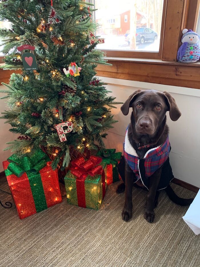 Ei, leitores, compartilhem sua árvore de Natal conosco 23