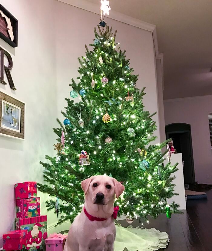 Ei, leitores, compartilhem sua árvore de Natal conosco 30