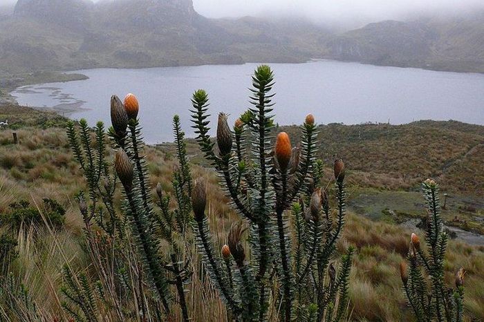 20 flores nacionais de diferentes países 6