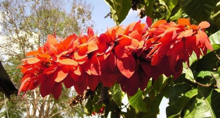 20 flores nacionais de diferentes países 8