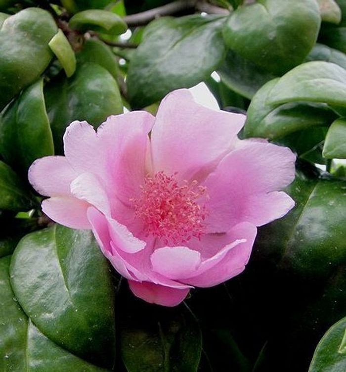 20 flores nacionais de diferentes países 10