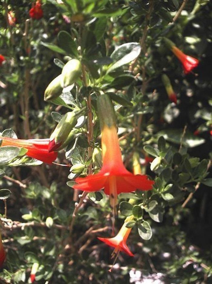 20 flores nacionais de diferentes países 12