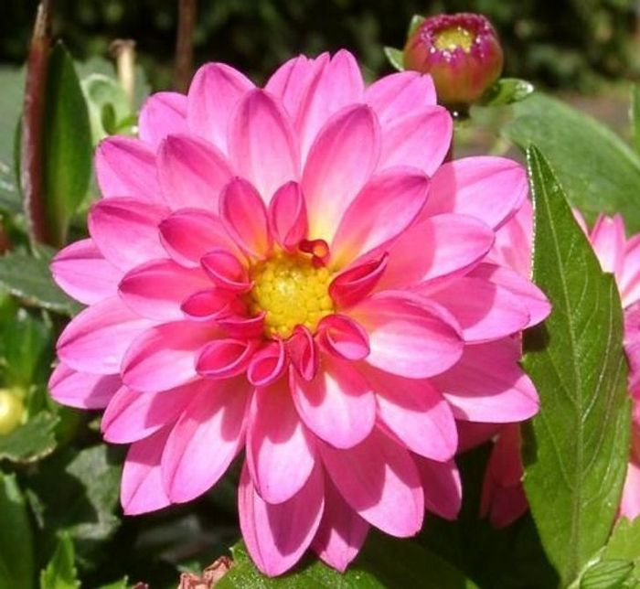 20 flores nacionais de diferentes países 14