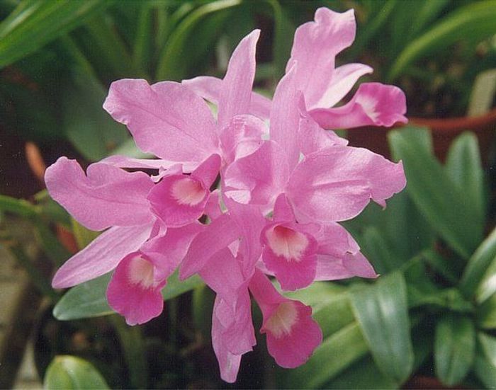 20 flores nacionais de diferentes países 20