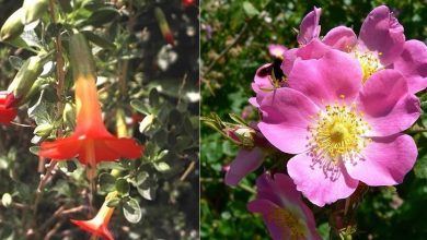 20 flores nacionais de diferentes países 9