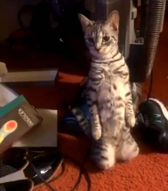 34 fotos de animais de estimação sendo vizinhos intrometidos 1