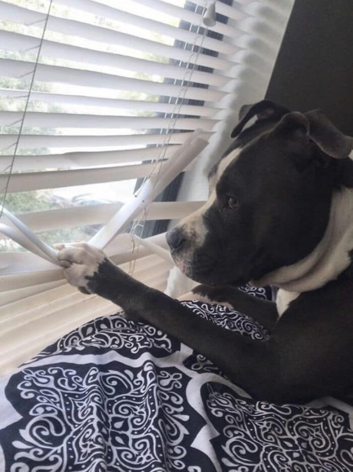 34 fotos de animais de estimação sendo vizinhos intrometidos 4