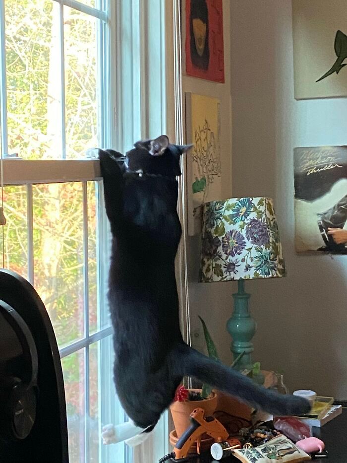 34 fotos de animais de estimação sendo vizinhos intrometidos 9