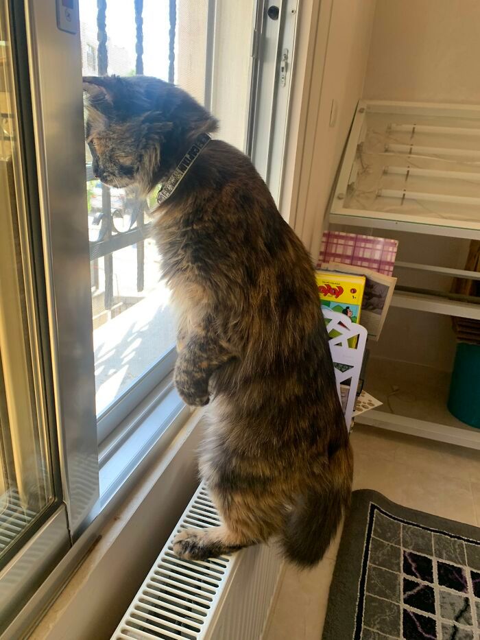 34 fotos de animais de estimação sendo vizinhos intrometidos 16