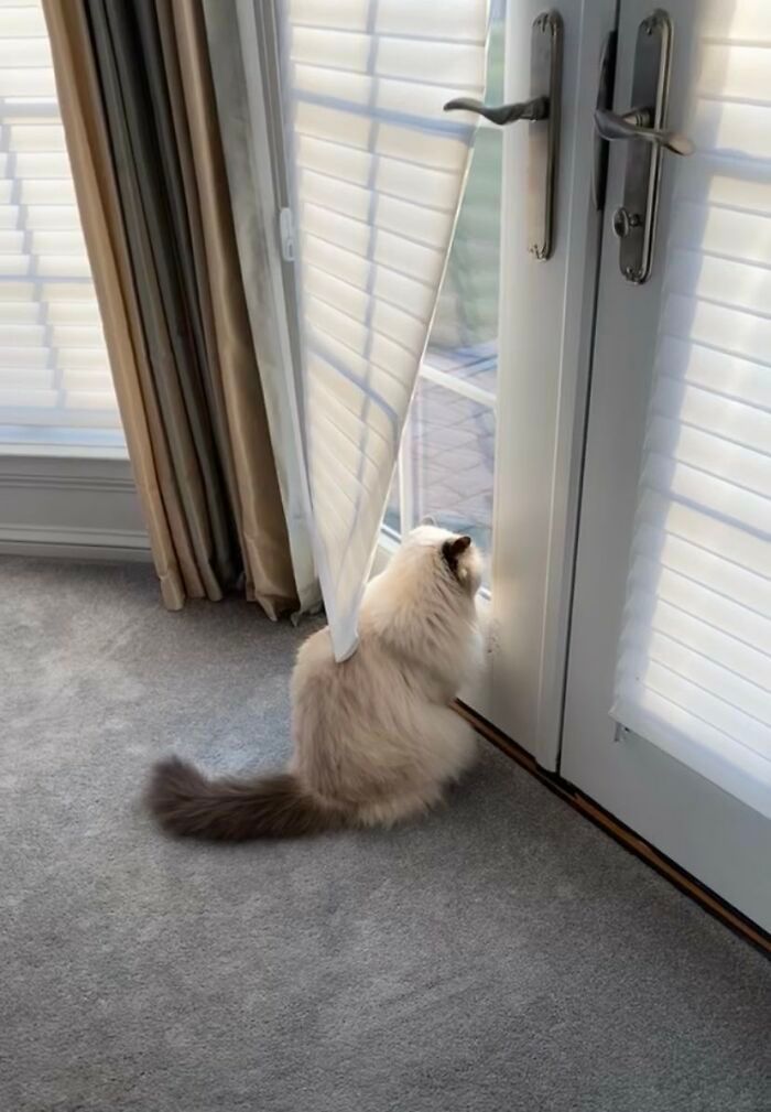 34 fotos de animais de estimação sendo vizinhos intrometidos 21