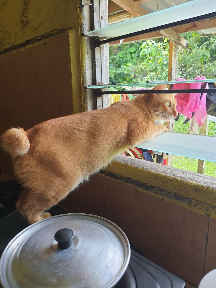 34 fotos de animais de estimação sendo vizinhos intrometidos 23