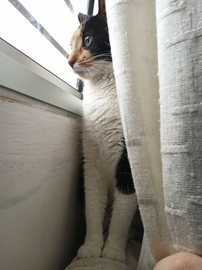 34 fotos de animais de estimação sendo vizinhos intrometidos 34