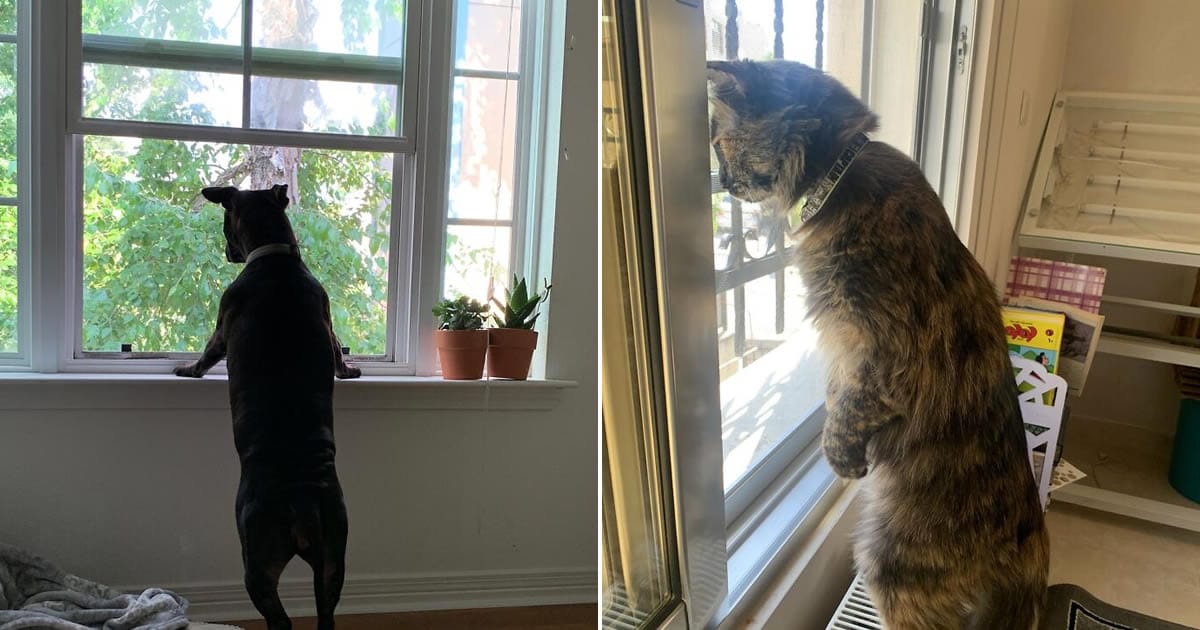 34 fotos de animais de estimação sendo vizinhos intrometidos