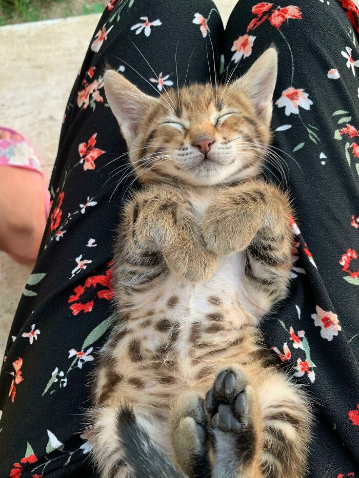 40 fotos de gatinhos dormindo 12