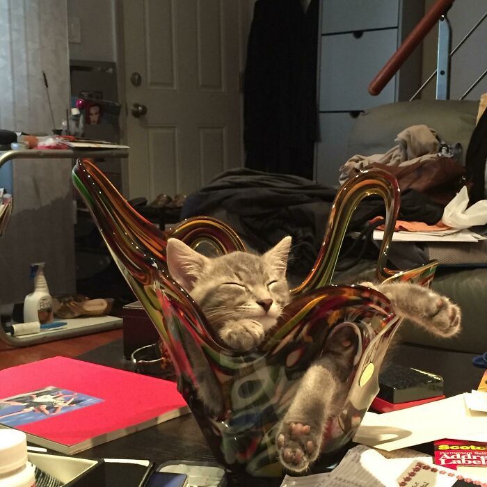 40 fotos de gatinhos dormindo 17