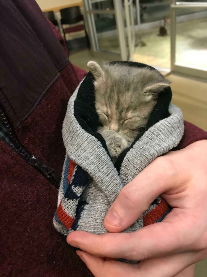 40 fotos de gatinhos dormindo 22