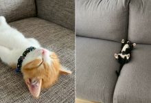 40 fotos de gatinhos dormindo 15