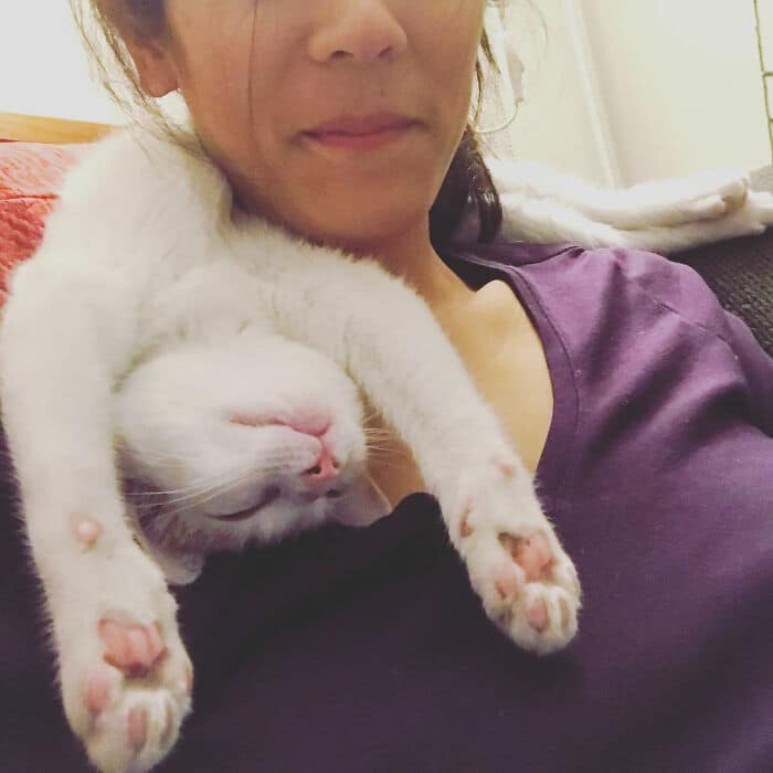 40 fotos de gatinhos dormindo 29