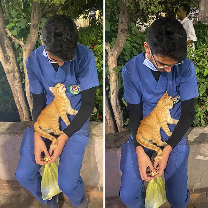 40 fotos de gatinhos dormindo 30