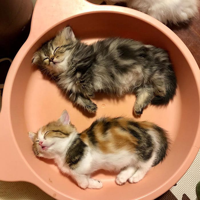40 fotos de gatinhos dormindo 31