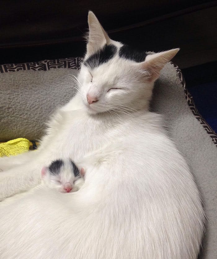 40 fotos de gatinhos dormindo 34