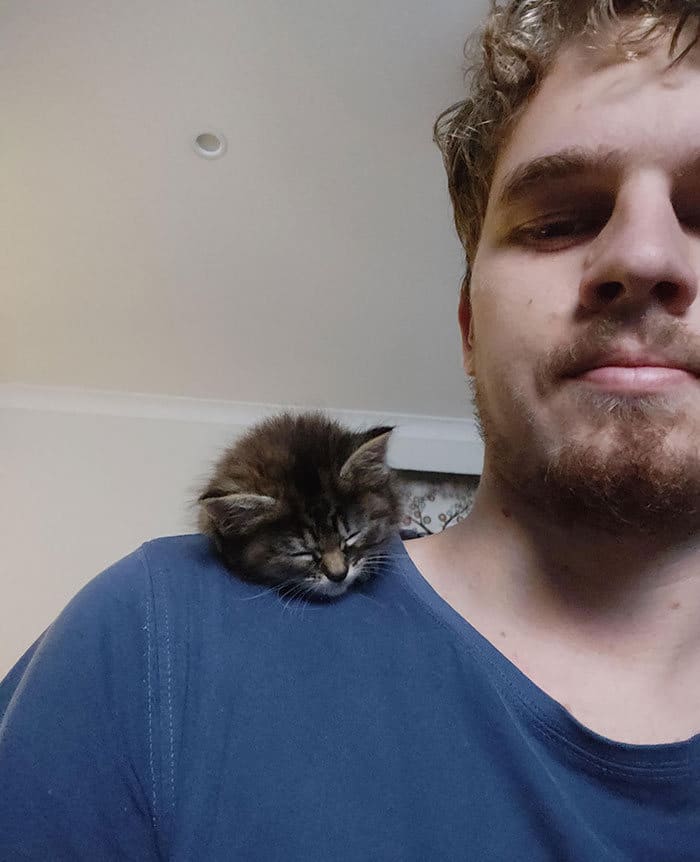 40 fotos de gatinhos dormindo 36