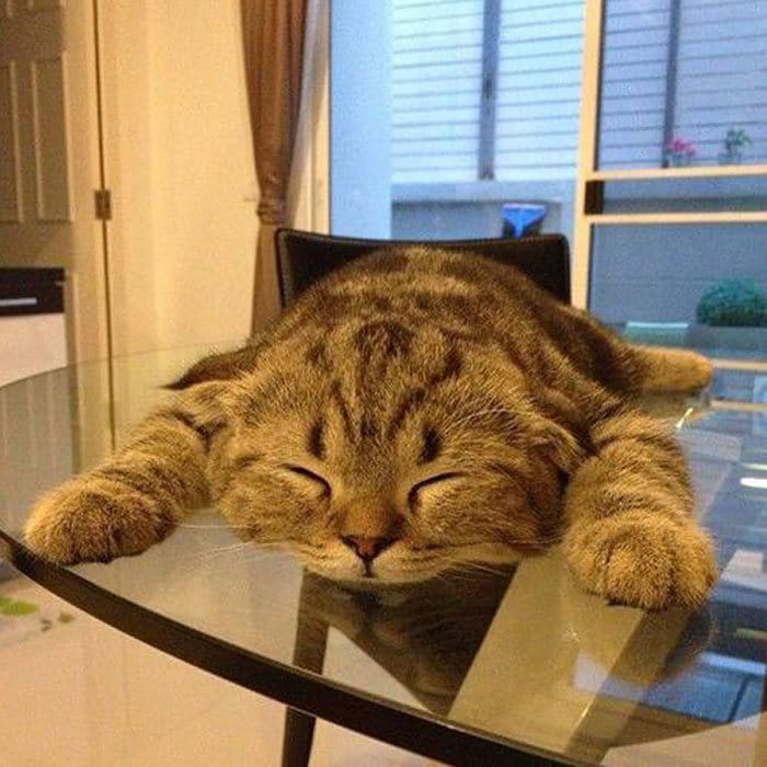 40 fotos de gatinhos dormindo 39