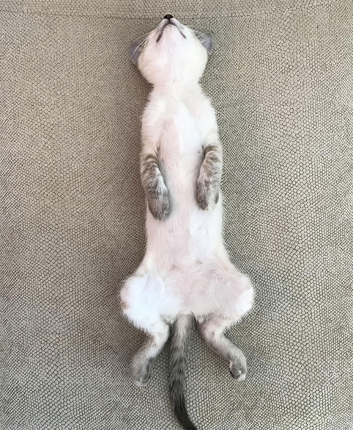 40 fotos de gatinhos dormindo 40