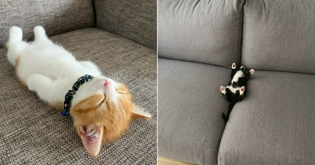 40 fotos de gatinhos dormindo