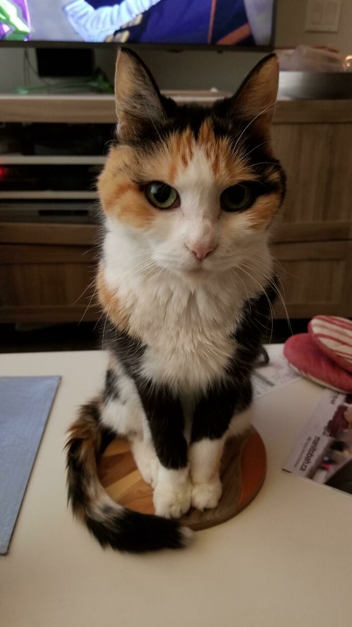 34 fotos de gatos supermodelos que certamente sabem fazer uma pose 1