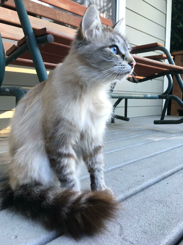 34 fotos de gatos supermodelos que certamente sabem fazer uma pose 2