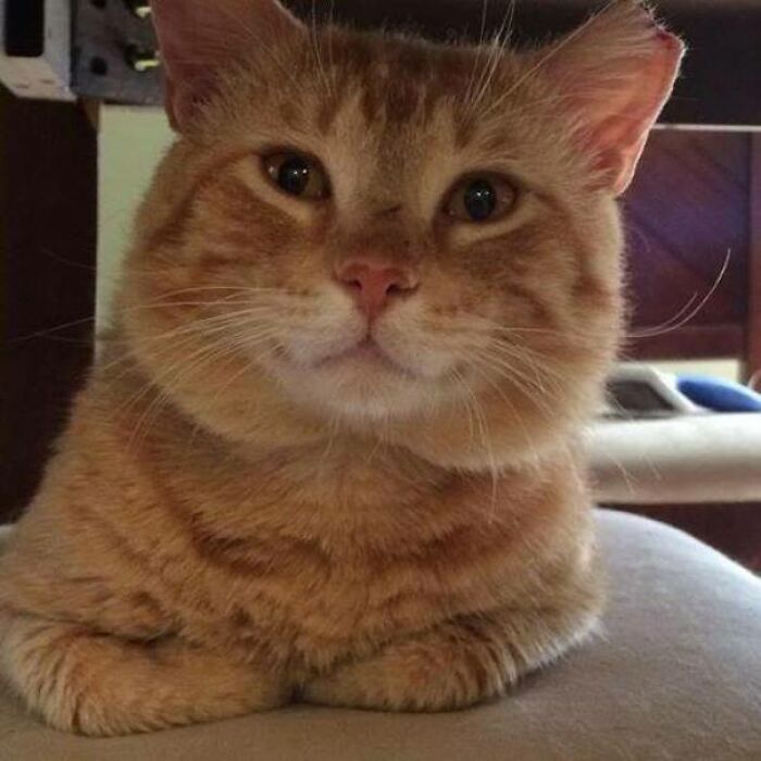 34 fotos de gatos supermodelos que certamente sabem fazer uma pose 6