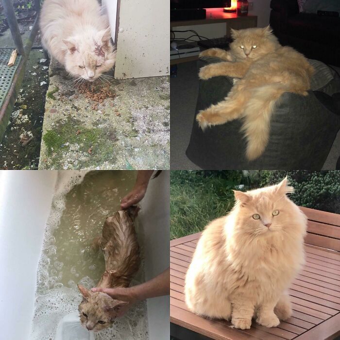 34 fotos de gatos supermodelos que certamente sabem fazer uma pose 9