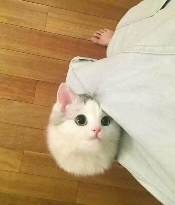 34 fotos de gatos supermodelos que certamente sabem fazer uma pose 10