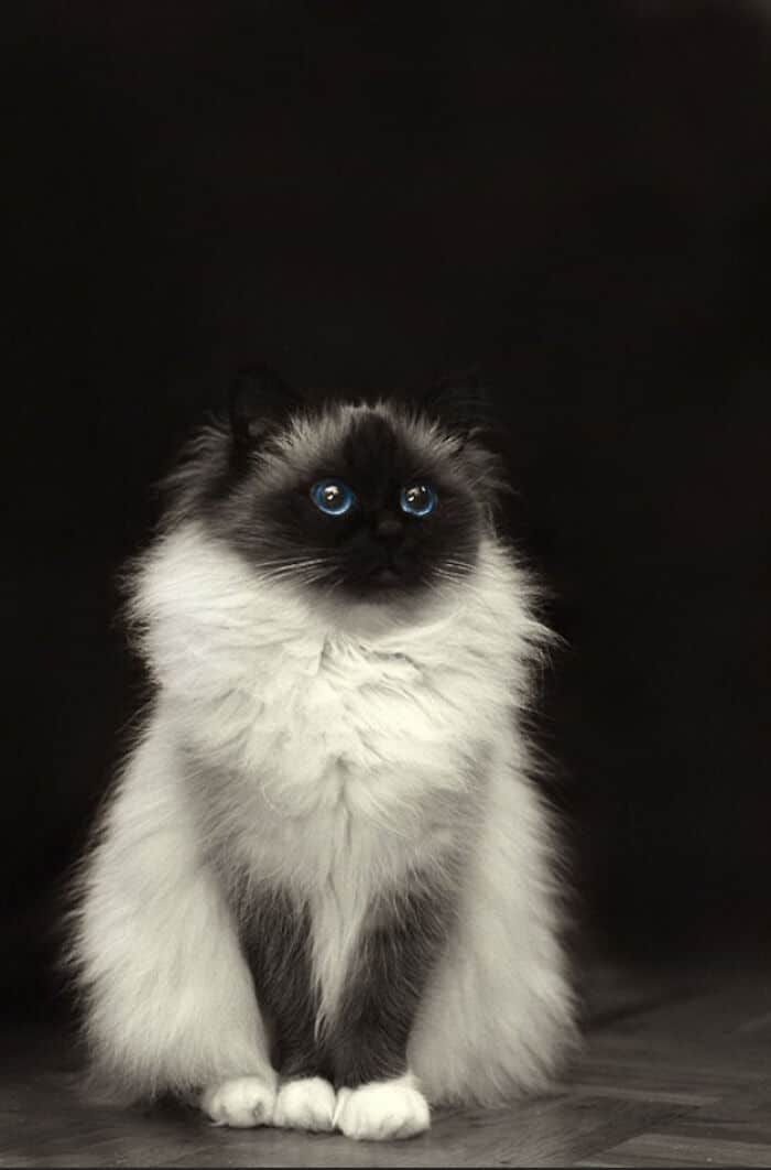 34 fotos de gatos supermodelos que certamente sabem fazer uma pose 13