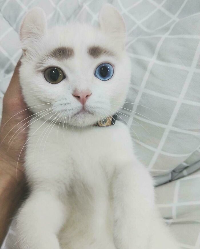 34 fotos de gatos supermodelos que certamente sabem fazer uma pose 16