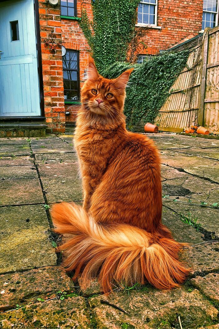 34 fotos de gatos supermodelos que certamente sabem fazer uma pose 20