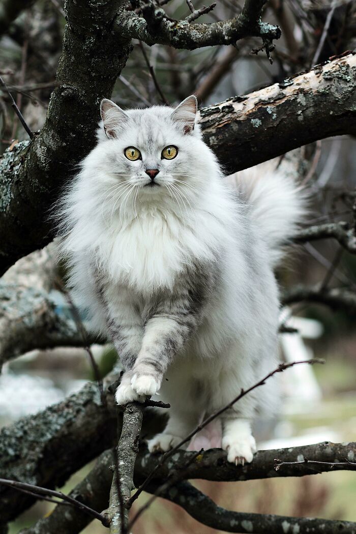 34 fotos de gatos supermodelos que certamente sabem fazer uma pose 24